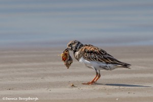 2747 Female, Breeding Ruddy Turnstone (Arenaria interpres).