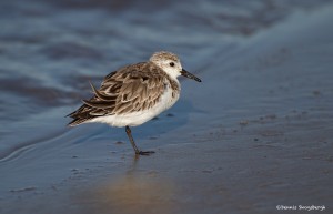 2749 Sanderling (Calidris alba).