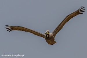 2752 Brown Pelican (Pelecanus occidentalis).