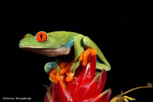 2754 Red-eyed Green Tree Frog (Agalychnis callidryas). Native to the Neotropical rainforests in Central America