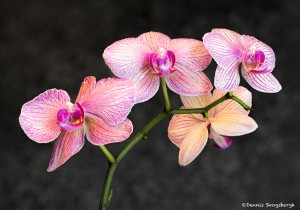 2755 Orchids