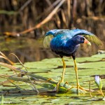 2757 Purple Gallinule (Poyphyrio matinica), Anahuac National Wildlife Refuge, TX