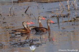 2758 Black-bellied Whistling Ducks (Dendrocygna autumnalis), Anahuac National Wildlife Refuge, TX