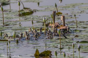 2762 Black-bellied Whistling Ducks (Dendrocygna autumnalis), Anahuac National Wildlife Refuge, TX