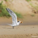 2764 Royal Tern (Thalasseus maximus) Bolivar Peninsula, TX