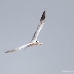 2765 Royal Tern (Thalasseus maximus) Bolivar Peninsula, TX