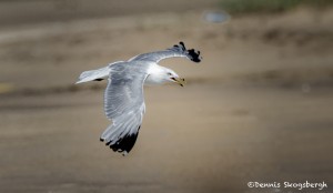 2766 Ring-billed Gull (Larus delawarensis), Bolivar Peninsula, TX
