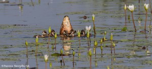 2769 Fulvous Whistling Duck and Chicks (Dendrocygna bicolor), Anahuac National Wildlife Refuge, TX