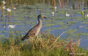 2774 Juvenile Yellow-crowned NIght Heron (Nyctanassa-violacea). Anahuac National Wildlife Refuge, TX