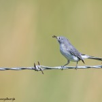 2776 Blue-gray Gnatcatcher (Polioptila caerulea). Anahuac National Wildlife Refuge, TX