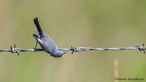 2777 Blue-gray Gnatcatcher (Polioptila caerulea). Anahuac National Wildlife Refuge, TX