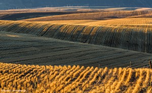 2786 Wheat Fields, Wasco, OR