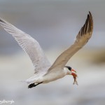 2871 Adult Non-breeding Caspian Tern (Hydroprogne caspia), Bolivar Peninsula, TX