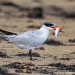 2872 Caspian Tern (Hydroprogne caspia), Bolivar Peninsula, TX