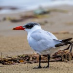 2870 Adult Non-breeding Caspian Tern (Hrdroprogne caspia), Bolivar Peninsula, TX