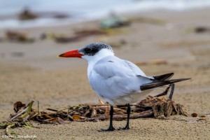 2870 Adult Non-breeding Caspian Tern (Hrdroprogne caspia), Bolivar Peninsula, TX