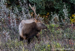 2911 Bull Elk, Jasper National Park, Alberta, Canada