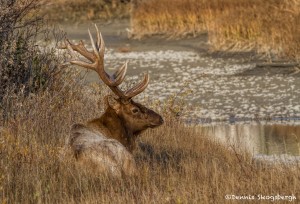 2912 Bull Elk, Jasper National Park, Alberta, Canada