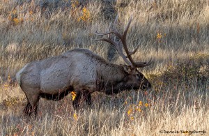 2915 Bull Elk, Jasper National Park Alberta, Canada