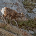 2916 Juvenile Big Horn, Jasper National Park, Alberta, Canada