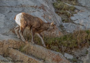 2916 Juvenile Big Horn, Jasper National Park, Alberta, Canada