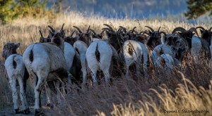 2917 Big Horn Sheep, Jasper National Park, Alberta, Canada