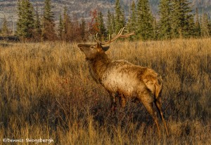 2918 Bull Elk, Jasper National Park, Alberta, Canada