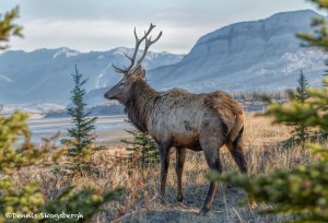 2920 Bull Elk, Jasper National Park, Alberta, Canada