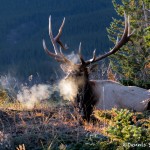 2921 Frosty Morning, Bull Elk, Jasper, Alberta, Canada