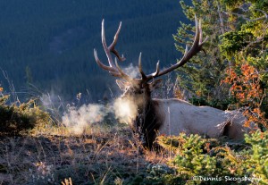 2921 Frosty Morning, Bull Elk, Jasper, Alberta, Canada
