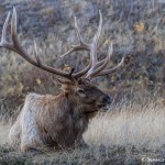 2923 Bull Elk, Jasper National Park, Alberta, Canada