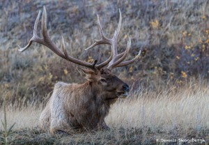 2923 Bull Elk, Jasper National Park, Alberta, Canada