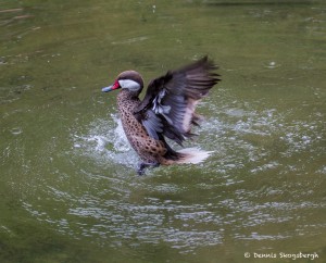 2086 White-cheeked Pintail (Anas bahamensis)