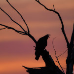 2990 Dawn, Turkey Vulture, Hagerman National Wildlife Refuge, TX