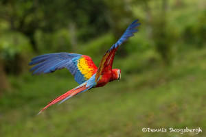 3014 Scarlet Macaw (Ara ambiguus). Costa Rica