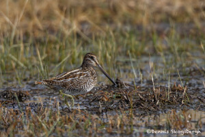 3022 Wilson"s Snipe (Gallinago delicata), Hagerman National Wildlife Refuge, TX