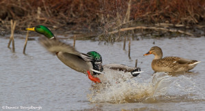 3023 Mallards (Anas platyrhynchos). Hagerman National Willdife Refuge, TX