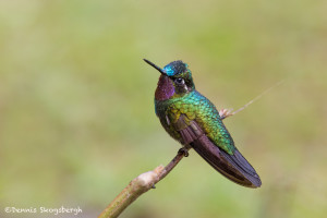 3051 Male Purple-throated Mountain-gem (Lampornis calolaemus). Bosque de Paz, Costa Rica