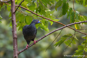 3052 Black Guan (Chamaepetes unicolor). Bosque de Paz, Costa Rica