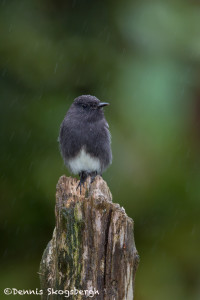3053 Black Phoebe (Sayornis nigricans). Bosque de Paz, Costa Rica