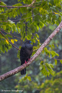 3056 Black Guan (Chamaepetes unicolor). Bosque de Paz, Costa Rica