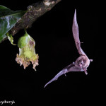 3061 Long-tounged Bat, Laguna del Lagarto, Costa Rica