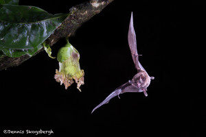3061 Long-tounged Bat, Laguna del Lagarto, Costa Rica