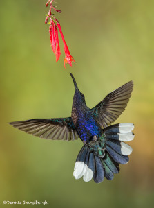 3062 Violet Sabrewing (Campyloptorus hemileucurus), Bosque de Paz, Costa Rica