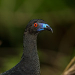 3063 Black Guan (Chamaepetes unicolor). Bosque de Paz, Costa Rica