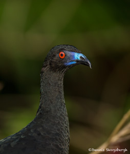 3063 Black Guan (Chamaepetes unicolor). Bosque de Paz, Costa Rica