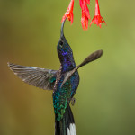 3064 Violet Sabrewing (Campyloptorus hemileucurus), Bosque de Paz, Costa Rica