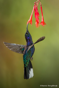 3064 Violet Sabrewing (Campyloptorus hemileucurus), Bosque de Paz, Costa Rica
