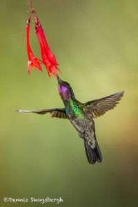 3065 Male Purple-throated Mountain-gem (Lampornis calolaemus). Bosque de Paz, Costa Rica