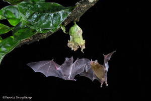 3071 Long-tounged Bats, Laguna del Lagarto, Costa Rica